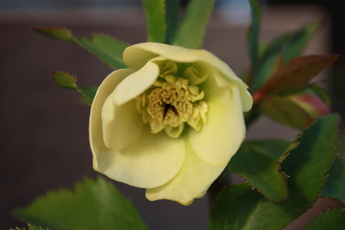 20100118ggg.jpg