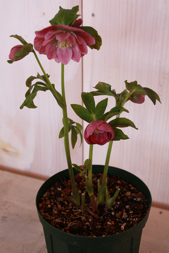 20100203dd.jpg