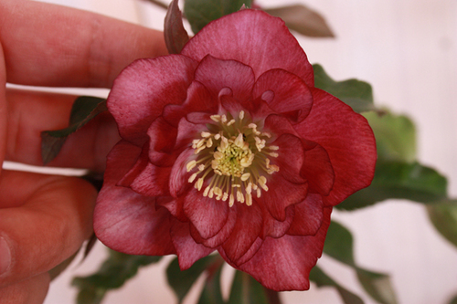 20100203e.jpg