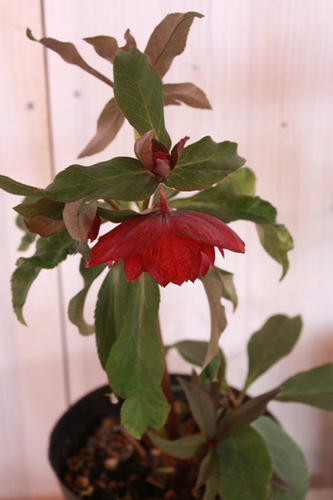 20100203ee.jpg