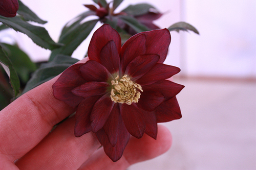 20100203f.jpg