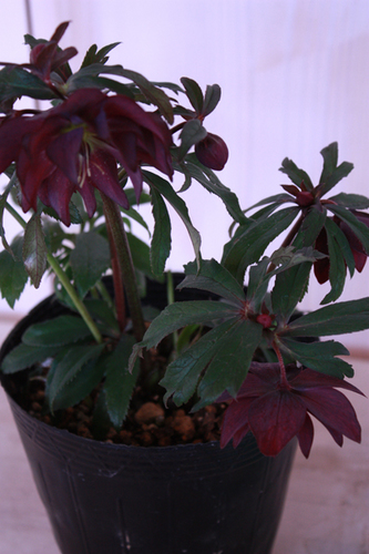 20100203ff.jpg