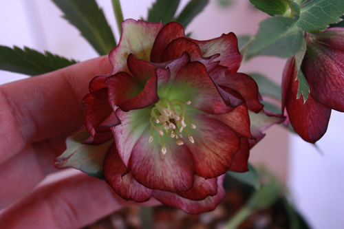 20100203g.jpg