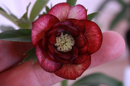 20100203gg.jpg