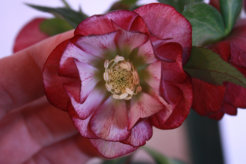 20100203h.jpg