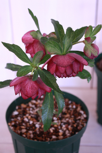 20100203hh.jpg