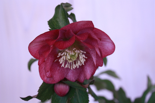 20100203i.jpg