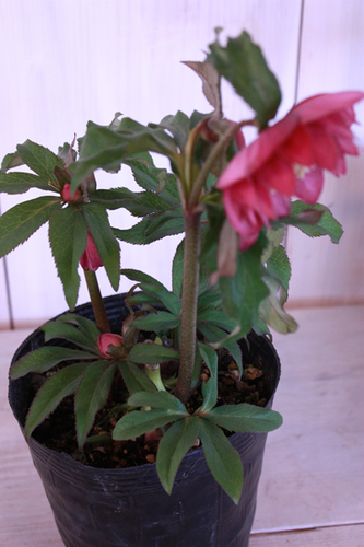 20100203ii.jpg