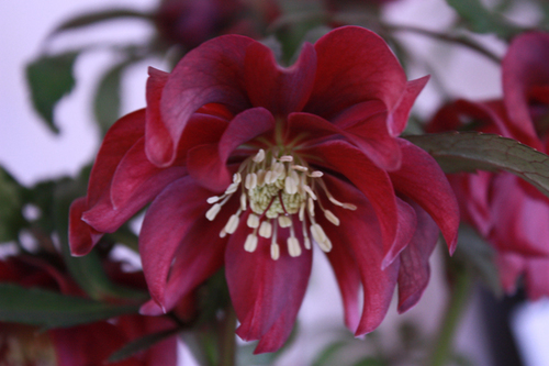 20100203j.jpg