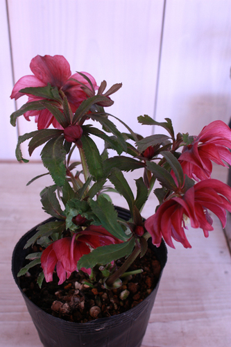 20100203jj.jpg