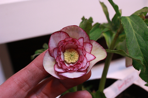 20100203k.jpg