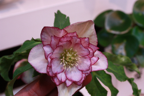 20100203kk.jpg