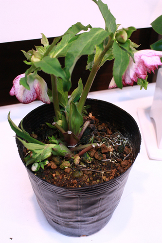 20100203kkk.jpg