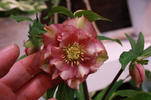 20100203l.jpg