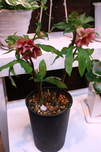 20100203ll.jpg