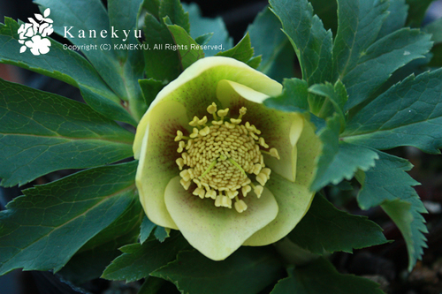 20100204e.jpg