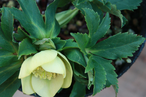 20100204ee.jpg