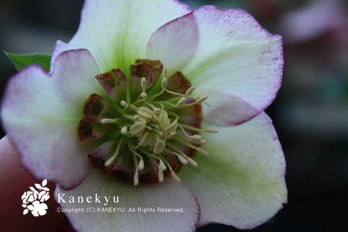 20100204f.jpg