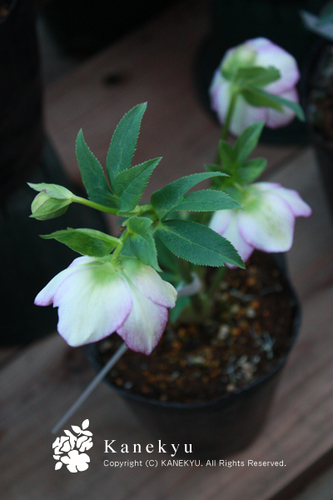 20100204ff.jpg