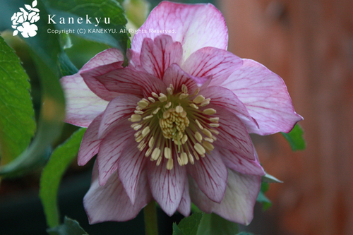 20100204g.jpg
