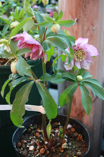 20100204gg.jpg