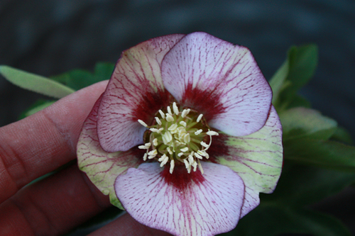 20100204h.jpg