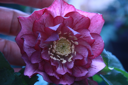 20100204i.jpg