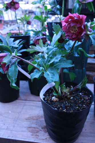 20100204ii.jpg