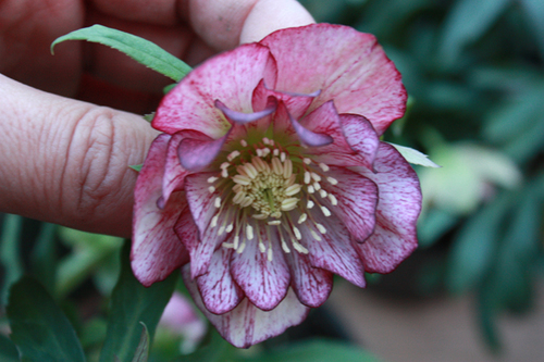 20100204k.jpg