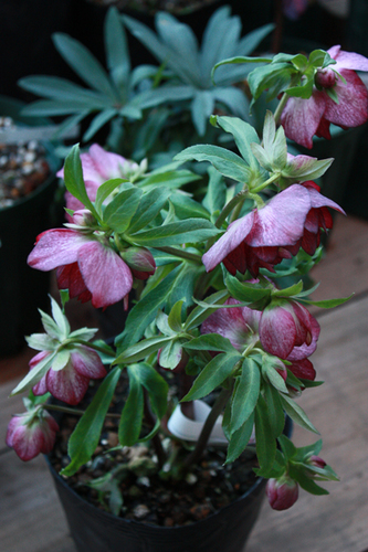 20100204kk.jpg