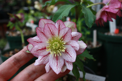 20100210h.jpg