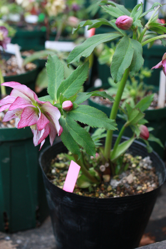 20100210hh.jpg