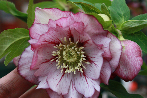 20100210ii.jpg