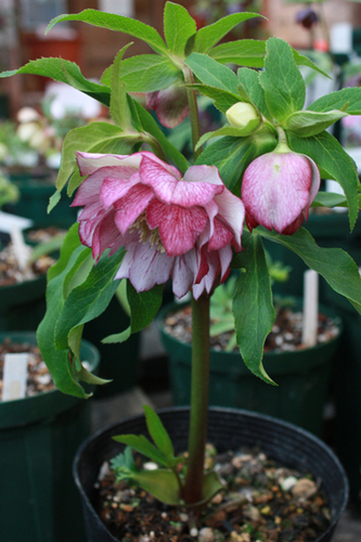 20100210iii.jpg