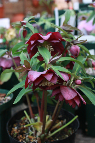 20100210kk.jpg