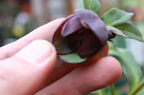 20100210l.jpg