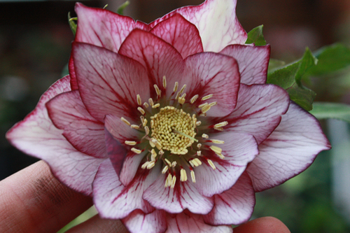 20100210m.jpg