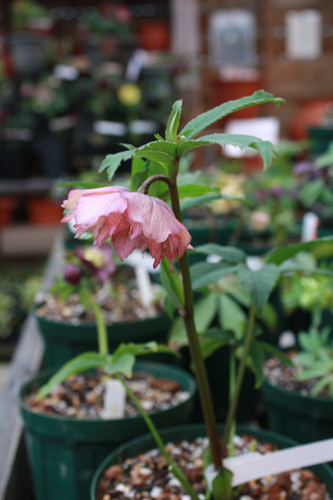 20100210pp.jpg