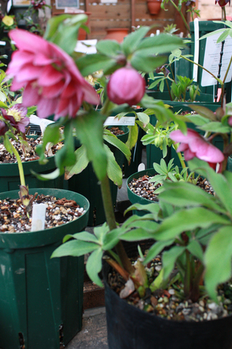 20100210q.jpg