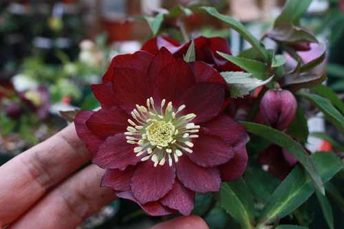 20100210r.jpg