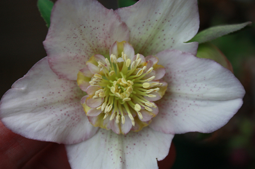 20100211e.jpg