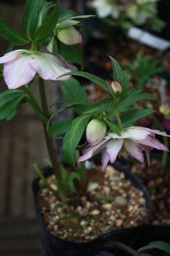 20100211eee.jpg