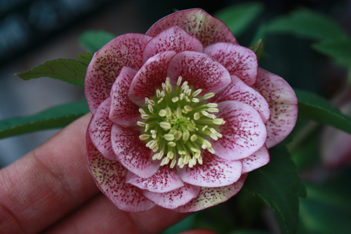 20100211f.jpg