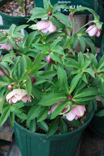 20100211ff.jpg