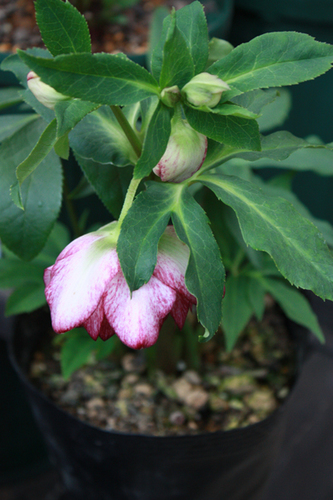20100211hh.jpg