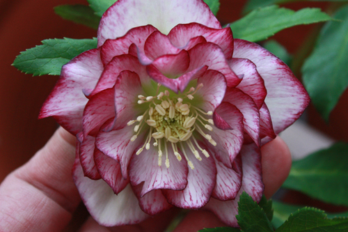 20100211i.jpg