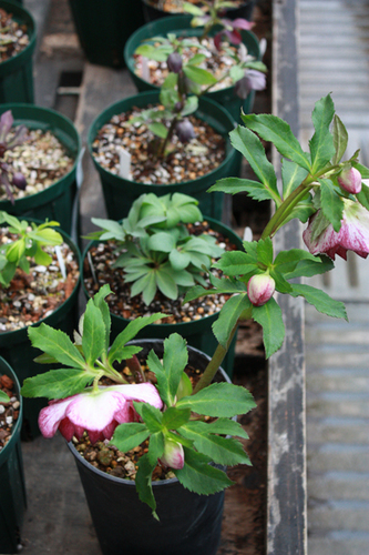 20100211ii.jpg