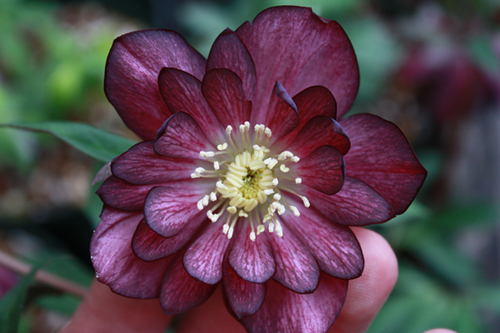 20100211j.jpg