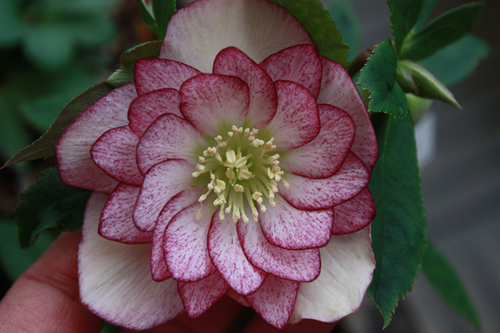 20100211k.jpg