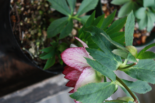 20100211kk.jpg